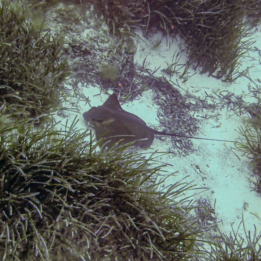 / Escull des Governador