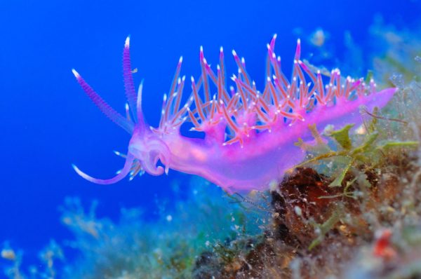 / Llosa del Patró Pere