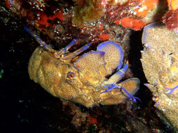 / Llosa dels Ocellers