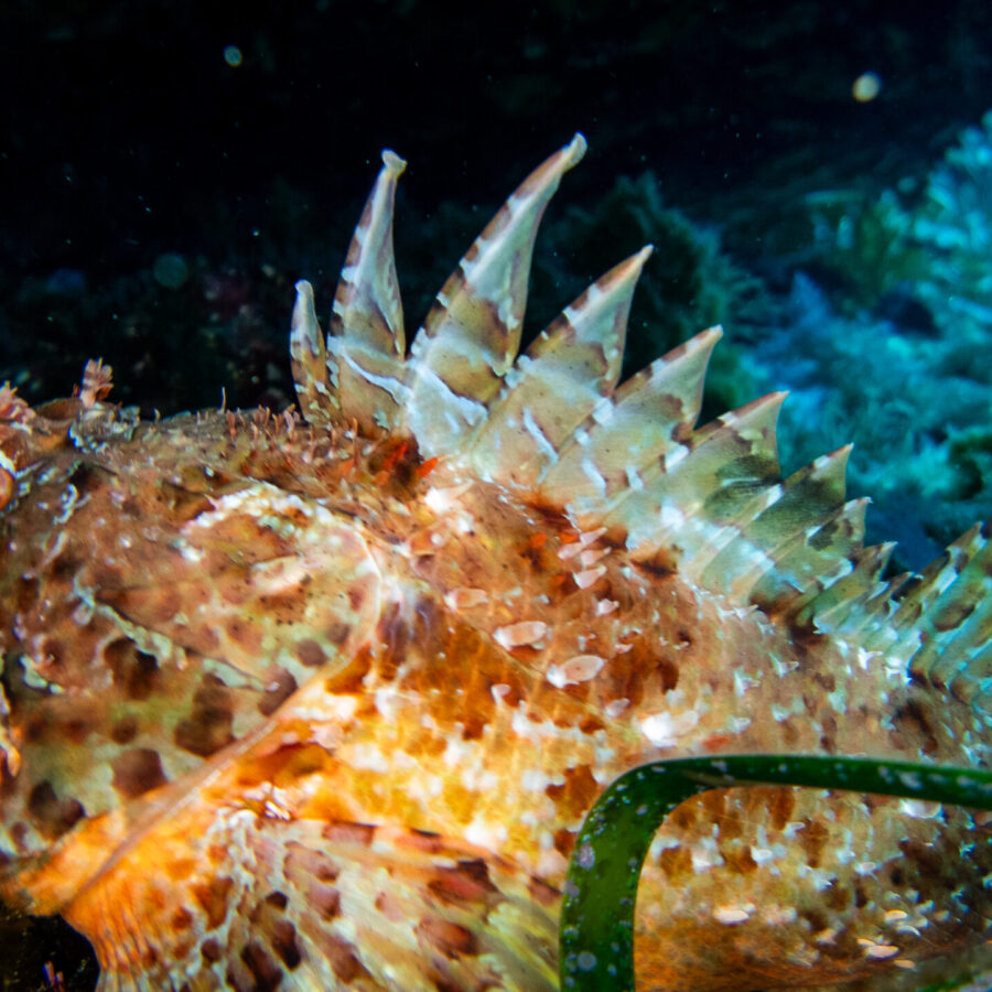 / Coves de Macarella